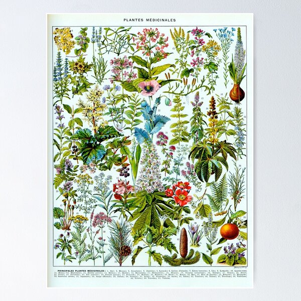 Item preview, Medicinal Plants French Vintage Botanical Print designed and sold by Vicky Brago-Mitchell®.