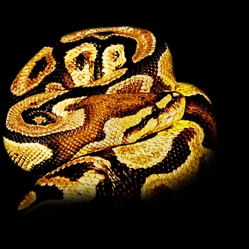 Artwork thumbnail, Python by Guardi71