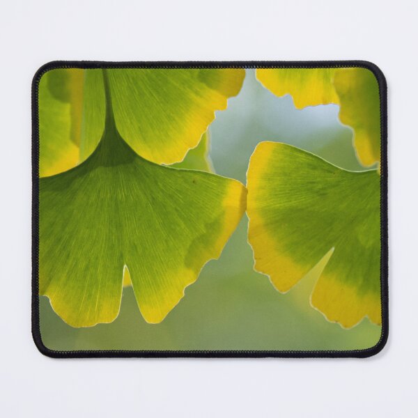 Item preview, Gingko Biloba Leaves Wall Art - Chinese Medicine designed and sold by Fruitsome.