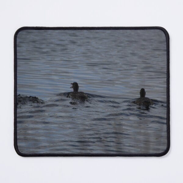 Item preview, Ducks designed and sold by Calidris Fotografie Steffi & Ben Köppler.