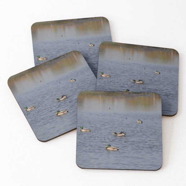 Item preview, Ducks designed and sold by Calidris Fotografie Steffi & Ben Köppler.