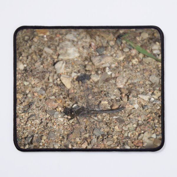 Item preview, Ruddy darter designed and sold by Calidris Fotografie Steffi & Ben Köppler.