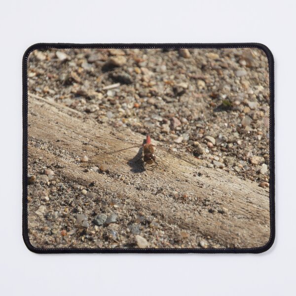 Item preview, Ruddy Darter designed and sold by Calidris Fotografie Steffi & Ben Köppler.