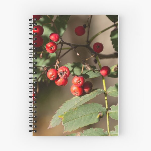 Item preview, Mountain Ash designed and sold by Calidris Fotografie Steffi & Ben Köppler.