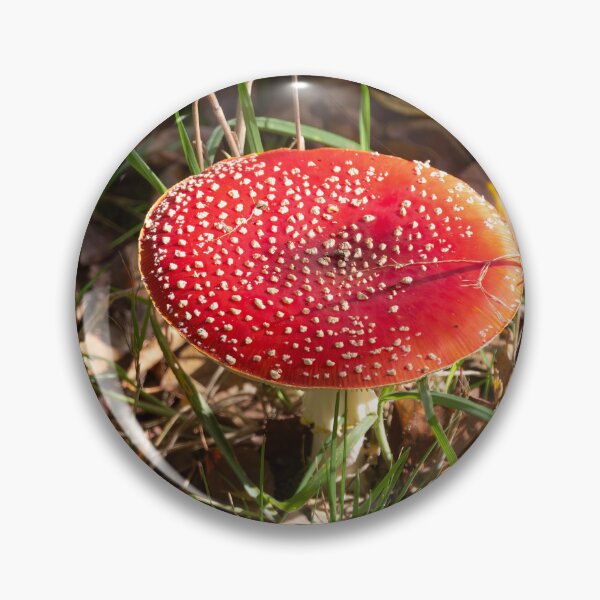 Artikelvorschau, Fliegenpilz entworfen und verkauft von Calidris Fotografie Steffi & Ben Köppler.