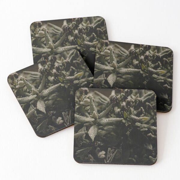 Item preview, Rhododendron with Hoarfrost designed and sold by Calidris Fotografie Steffi & Ben Köppler.