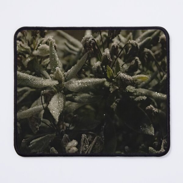 Item preview, Rhododendron with Hoarfrost designed and sold by Calidris Fotografie Steffi & Ben Köppler.