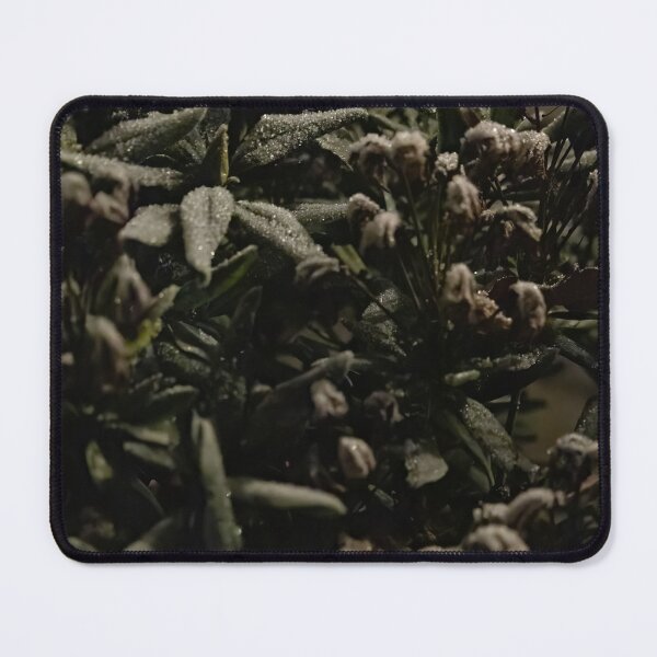 Item preview, Rhododendron with Hoarfrost designed and sold by Calidris Fotografie Steffi & Ben Köppler.