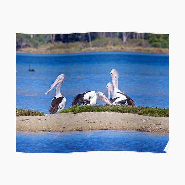 MARINE BIRD ~ Australian Pelican by David Irwin Poster