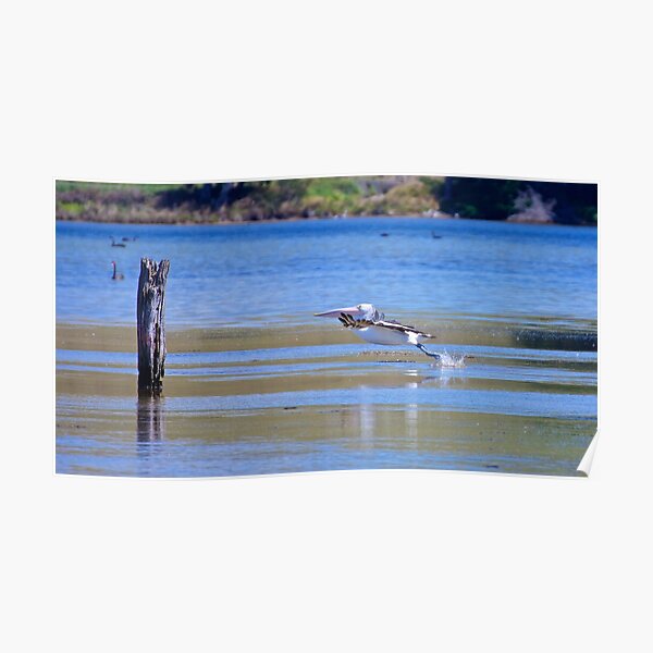 MARINE BIRD ~ Australian Pelican by David Irwin Poster