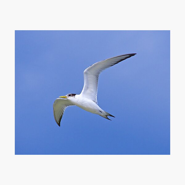 SHOREBIRD ~ Crested Tern by David Irwin Photographic Print