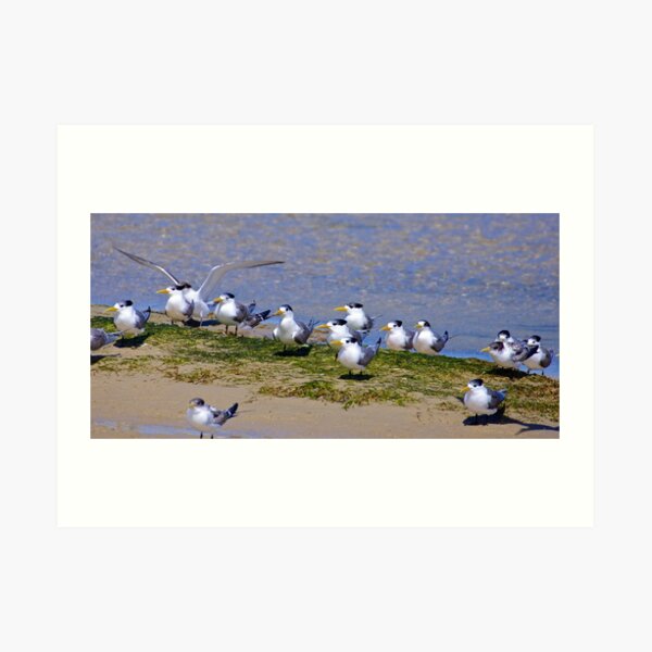 SHOREBIRD ~ Crested Tern by David Irwin Art Print