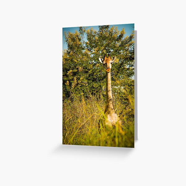 What are YOU looking at? Greeting Card