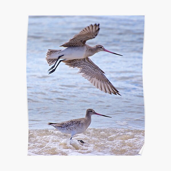 SHOREBIRD ~ Bar-tailed Godwit by David Irwin Poster