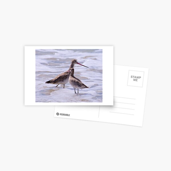 SHOREBIRD ~ Bar-tailed Godwit ynGWivww by David Irwin Postcard