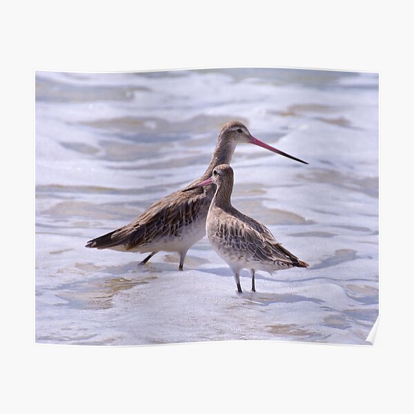 SHOREBIRD ~ Bar-tailed Godwit by David Irwin Poster