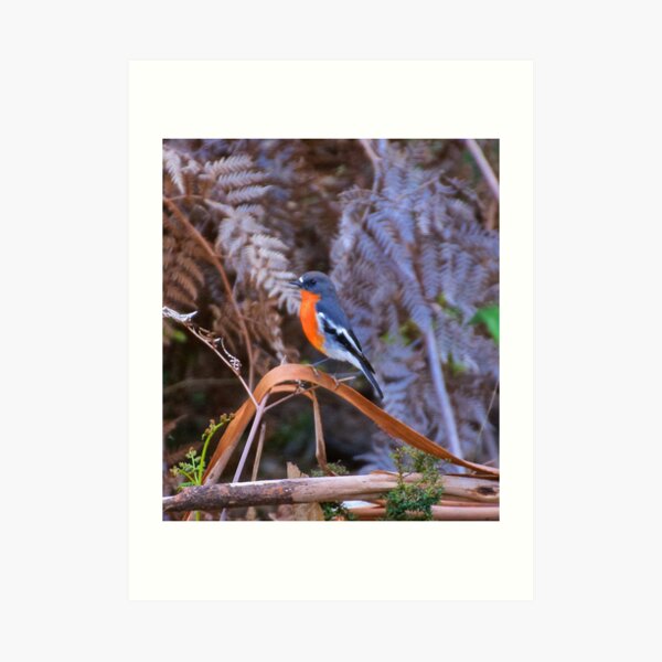 ROBIN ~ Flame Robin by David Irwin Art Print