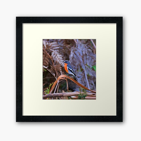 ROBIN ~ Flame Robin YxPQejm2 by David Irwin Framed Art Print