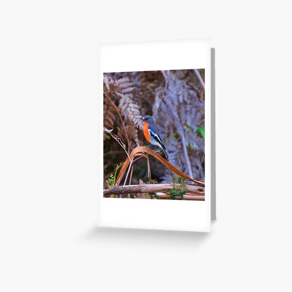 ROBIN ~ Flame Robin YxPQejm2 by David Irwin Greeting Card