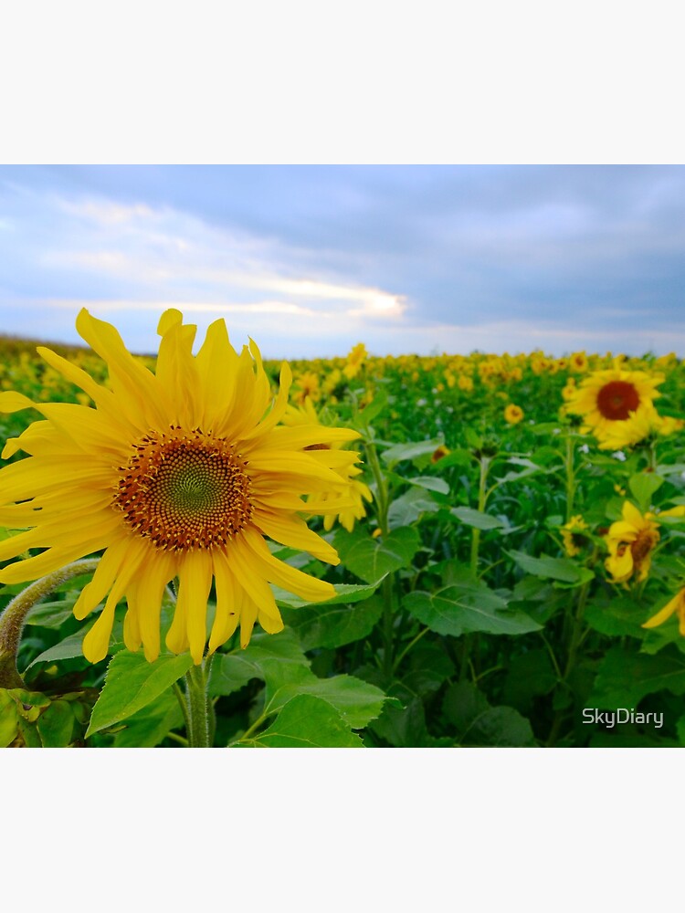 Sunflowers under a blue sky by SkyDiary