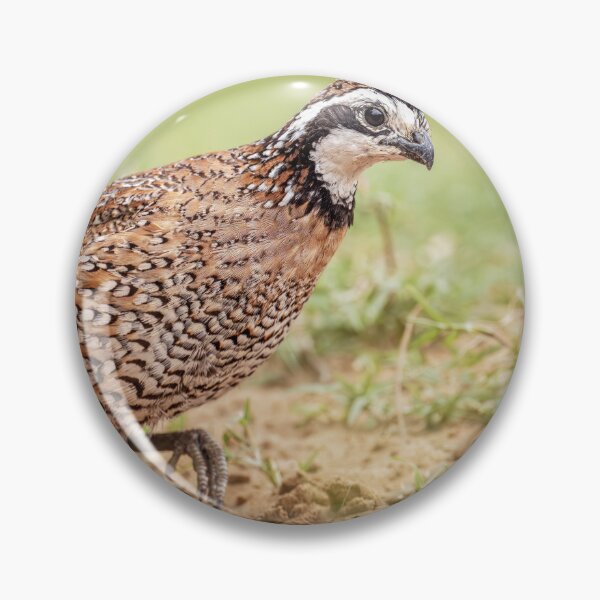 Item preview, Northern Bobwhite Quail South Texas designed and sold by PhotoArt by Joan Carroll.