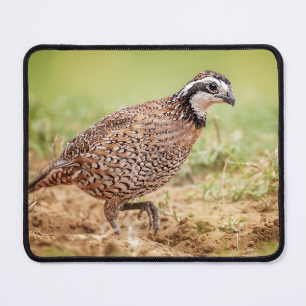 Item preview, Northern Bobwhite Quail South Texas designed and sold by PhotoArt by Joan Carroll.