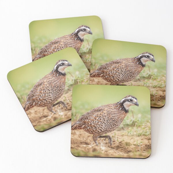 Item preview, Northern Bobwhite Quail South Texas designed and sold by PhotoArt by Joan Carroll.