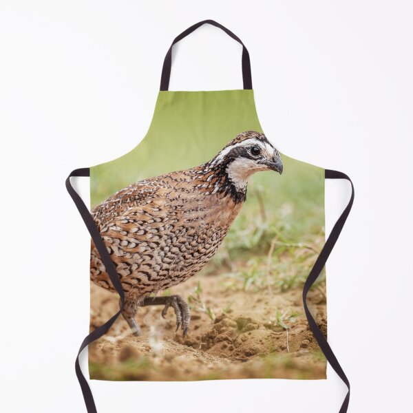 Item preview, Northern Bobwhite Quail South Texas designed and sold by PhotoArt by Joan Carroll.