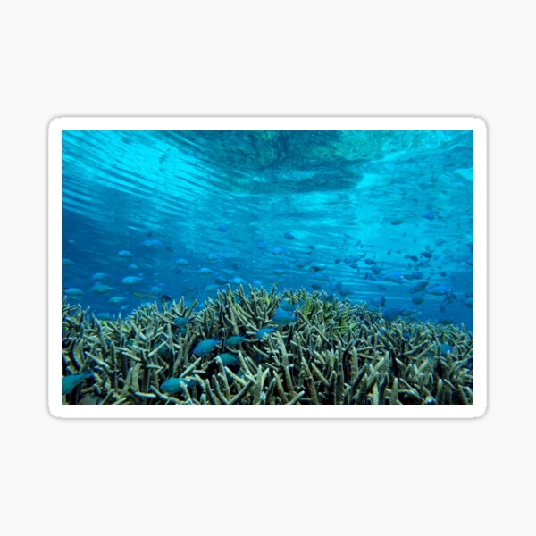 Panavara channel Sticker