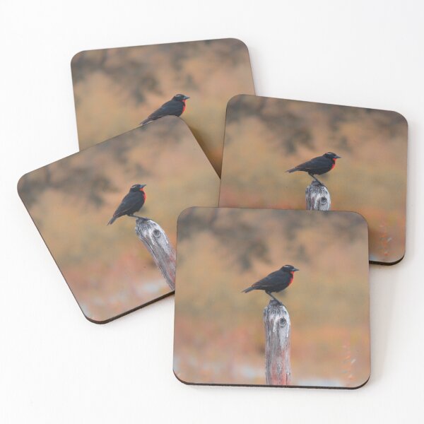 Item preview, White-browed Meadowlark (Leistes superciliaris) designed and sold by passarinhalan.
