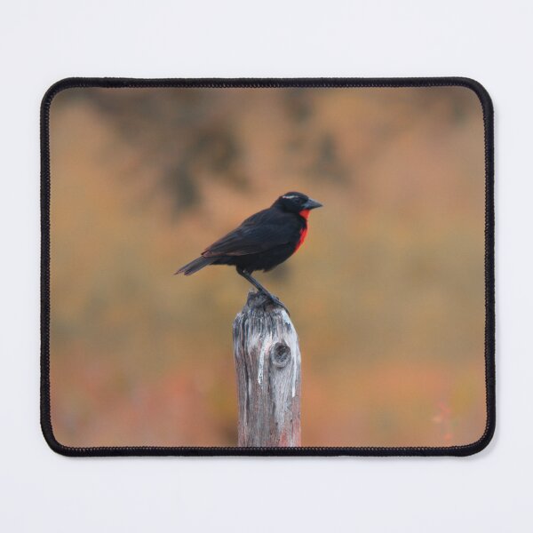 Item preview, White-browed Meadowlark (Leistes superciliaris) designed and sold by passarinhalan.