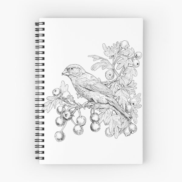 Item preview, PENCIL SKETCH OF COMMON AND MAJOLETO - OSLAGUNA designed and sold by oslaguna.