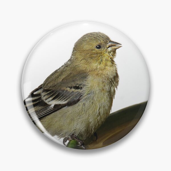 Item preview, Bird at the Bath designed and sold by heatherfriedman.