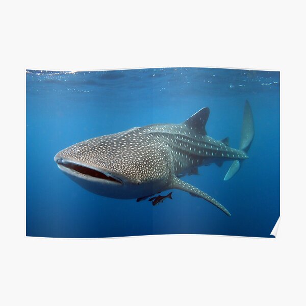 Whale shark Poster
