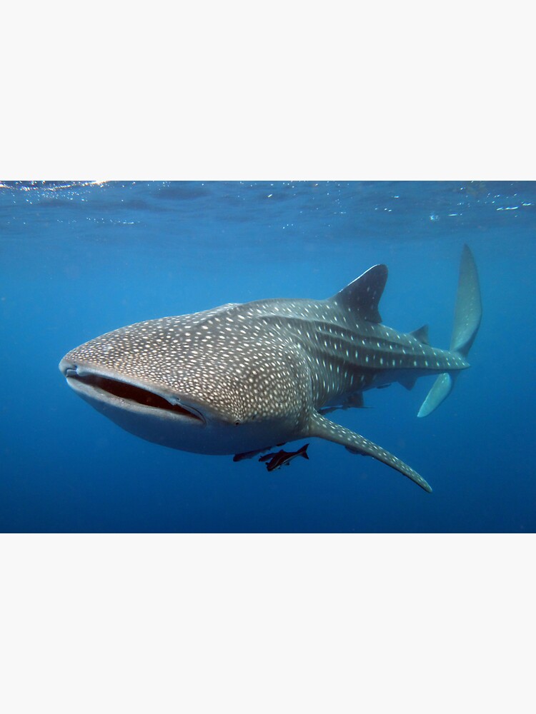 Whale shark by neoniphon