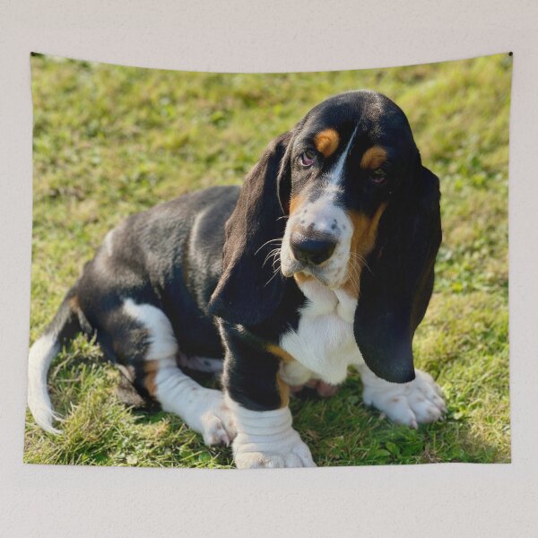 Item preview, Cute Basset Hound Photo designed and sold by TheAnimalZ00.