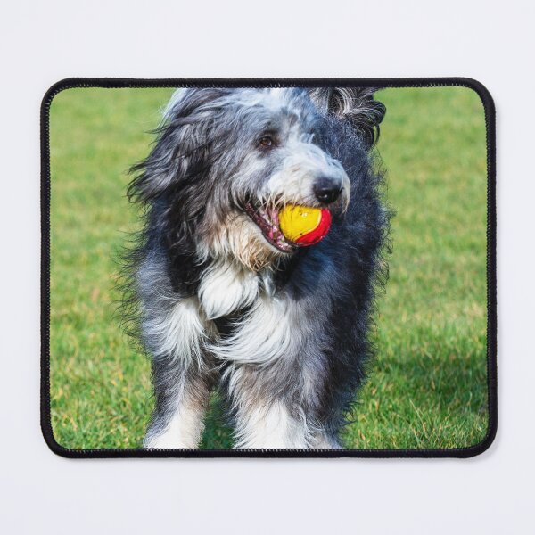 Item preview, Bearded Collie Playing designed and sold by TheAnimalZ00.