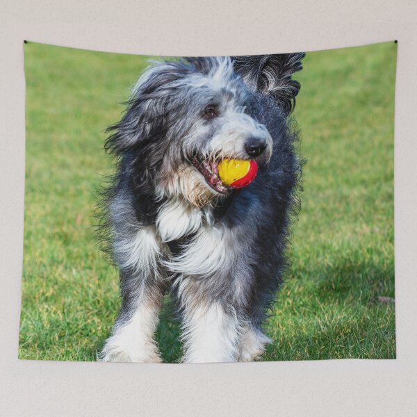 Item preview, Bearded Collie Playing designed and sold by TheAnimalZ00.