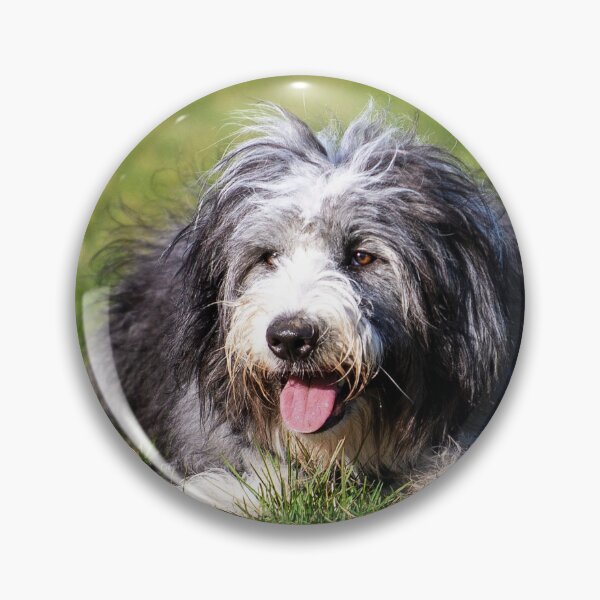 Item preview, Photo of A Bearded Collie designed and sold by TheAnimalZ00.