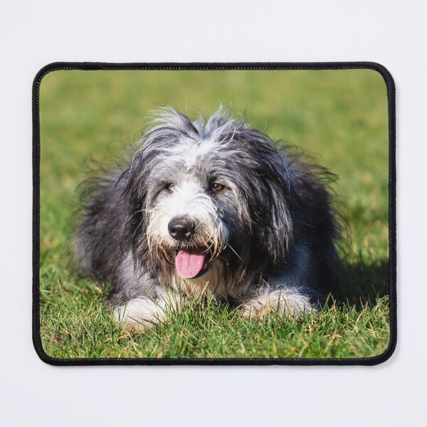 Item preview, Photo of A Bearded Collie designed and sold by TheAnimalZ00.