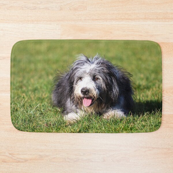 Item preview, Photo of A Bearded Collie designed and sold by TheAnimalZ00.