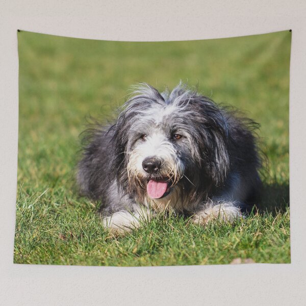 Item preview, Photo of A Bearded Collie designed and sold by TheAnimalZ00.