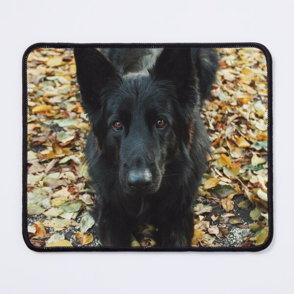 Item preview, Cute Belgian Sheepdog Photo designed and sold by TheAnimalZ00.