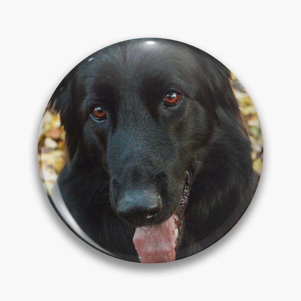 Item preview, Cute Belgian Sheepdog Portrait Photo designed and sold by TheAnimalZ00.