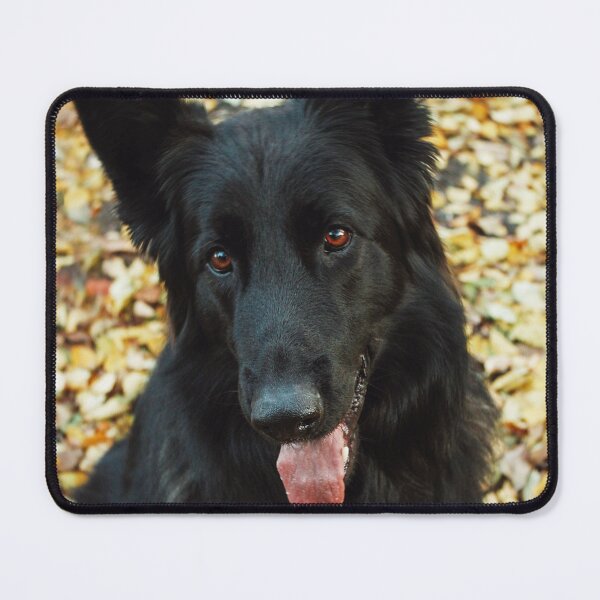 Item preview, Cute Belgian Sheepdog Portrait Photo designed and sold by TheAnimalZ00.