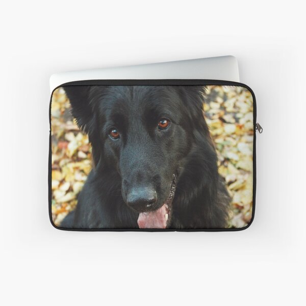 Item preview, Cute Belgian Sheepdog Portrait Photo designed and sold by TheAnimalZ00.