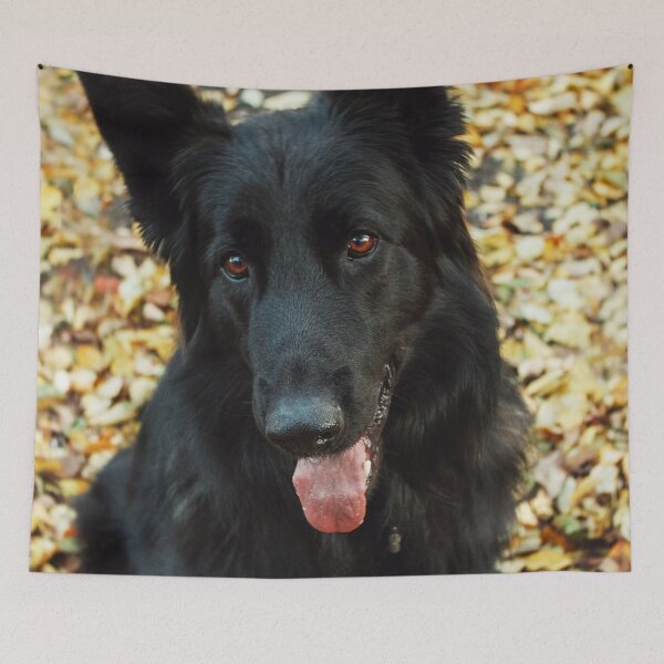 Item preview, Cute Belgian Sheepdog Portrait Photo designed and sold by TheAnimalZ00.