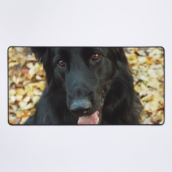 Item preview, Cute Belgian Sheepdog Portrait Photo designed and sold by TheAnimalZ00.