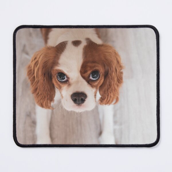 Item preview, Cute Cavalier King Charles Spaniel Photo designed and sold by TheAnimalZ00.