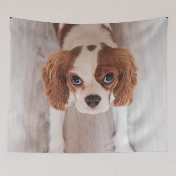 Item preview, Cute Cavalier King Charles Spaniel Photo designed and sold by TheAnimalZ00.